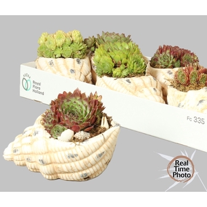 ARR SEMPERVIVUM