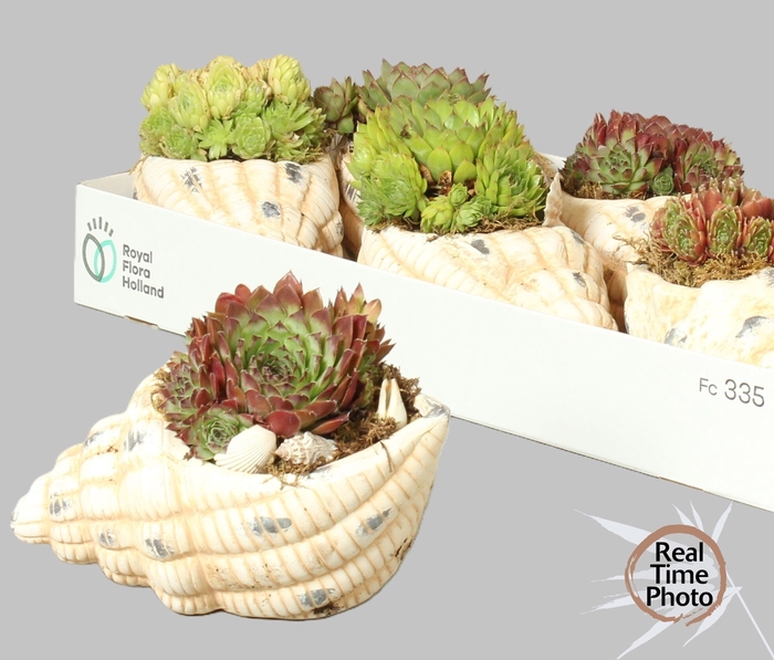 <h4>ARR SEMPERVIVUM</h4>