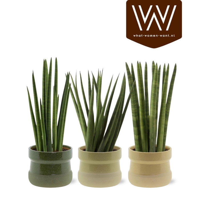 <h4>ARR SANSEVIERIA</h4>