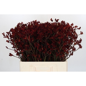 Anigozanthos Bush Ruby