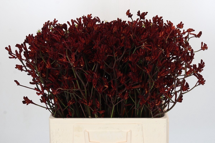 <h4>Anigozanthos Bush Ruby</h4>