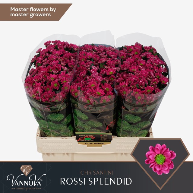 CHR S ROSSI SPLENDID
