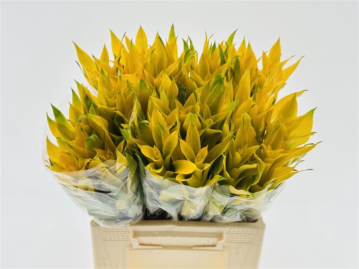 <h4>Bromelia Hillda</h4>