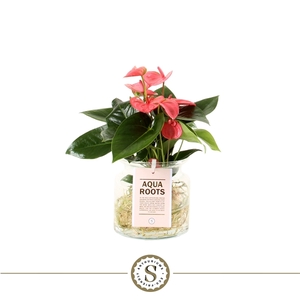 Aqua Roots Small Glas Pink Champion