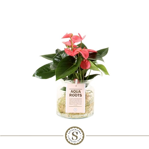 <h4>Aqua Roots Small Glas Pink Champion</h4>