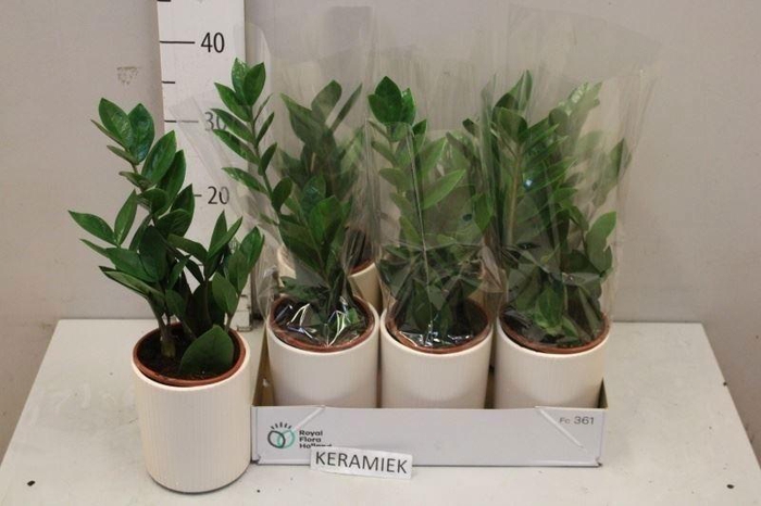 <h4>ZAMIO ZAMIIFOLIA</h4>