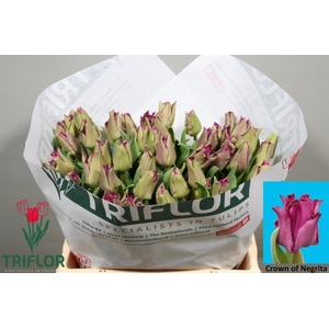 TU CO CROWN  NEGRITA