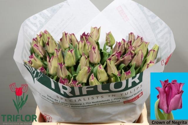 <h4>TU CO CROWN  NEGRITA</h4>