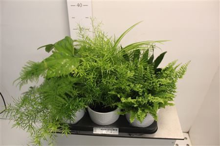 <h4>Kamerpl Gem Ov In Keramier Pot</h4>