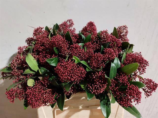 <h4>SKIM J RUBELLA BS</h4>