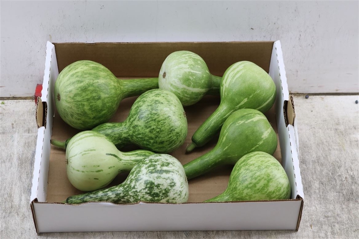 <h4>Sier Cuc P Kalabas Fles Groen X10</h4>