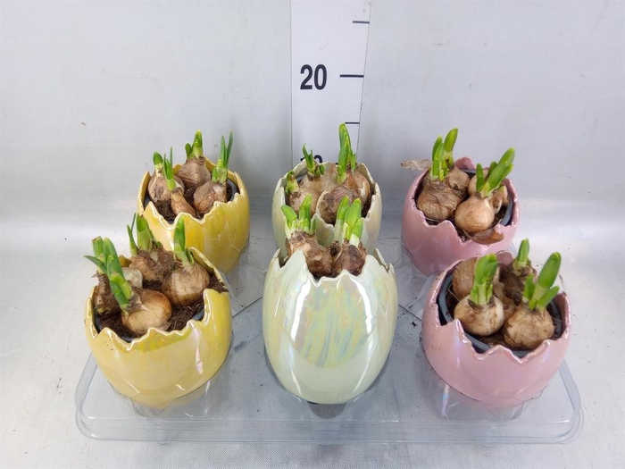 <h4>Arr. Narcissus</h4>