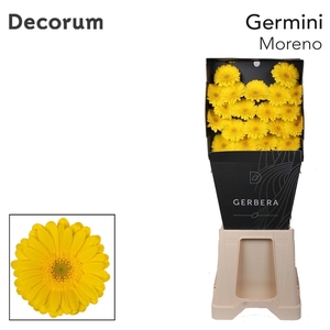 Germini Moreno Diamond Per Kaart