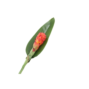 Zingiber Orange