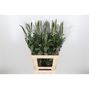 Lysimachia Clethroides