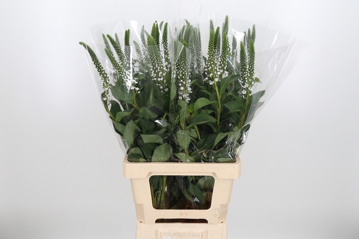 <h4>Lysimachia Clethroides</h4>