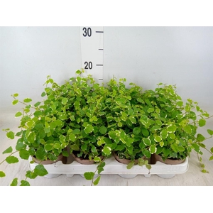 Ficus pumila 'White Sunny'