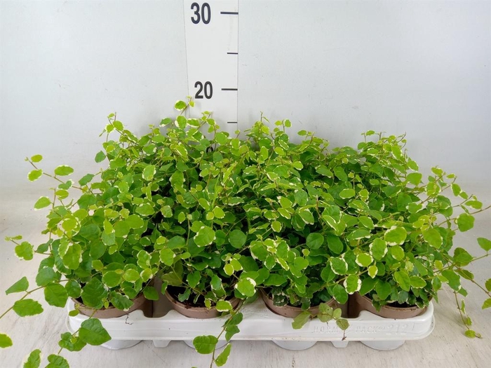 <h4>Ficus pumila 'White Sunny'</h4>