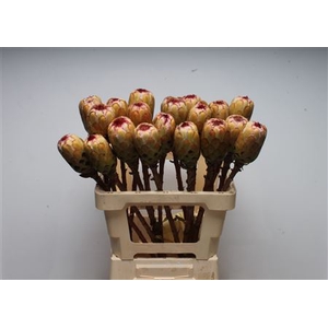 Protea Grandicolor No Leaves