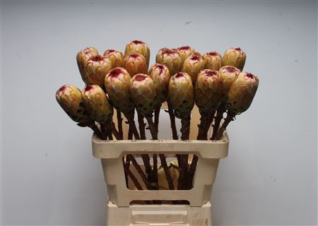 <h4>Protea Grandicolor No Leaves</h4>