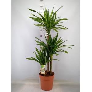 Dracaena frag. 'Riki'