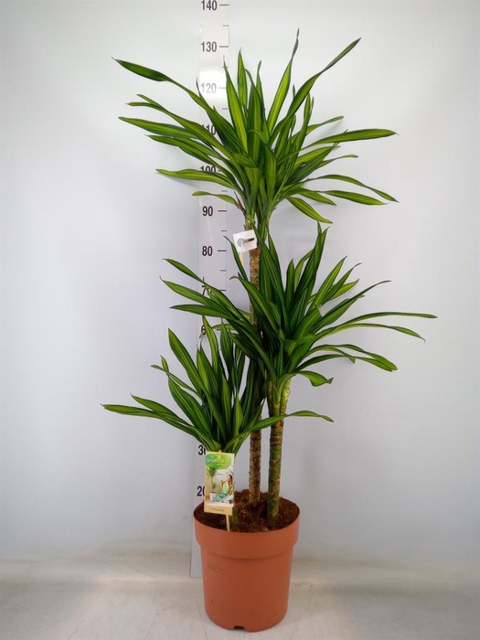 <h4>Dracaena frag. 'Riki'</h4>