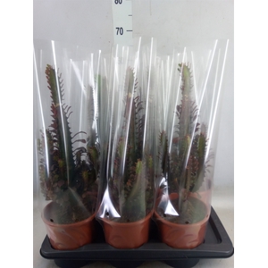 Euphorbia trigona 'Rubra'