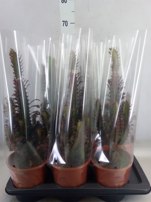 <h4>Euphorbia trigona 'Rubra'</h4>