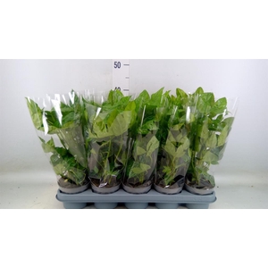 Fatsia japonica   ...