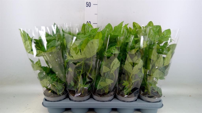 <h4>Fatsia japonica ...</h4>