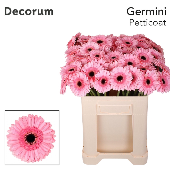 <h4>Germini Petticoat Water</h4>