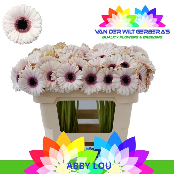 <h4>Germini Abby Lou Water</h4>