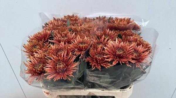 <h4>CHR G TULA COPPER</h4>