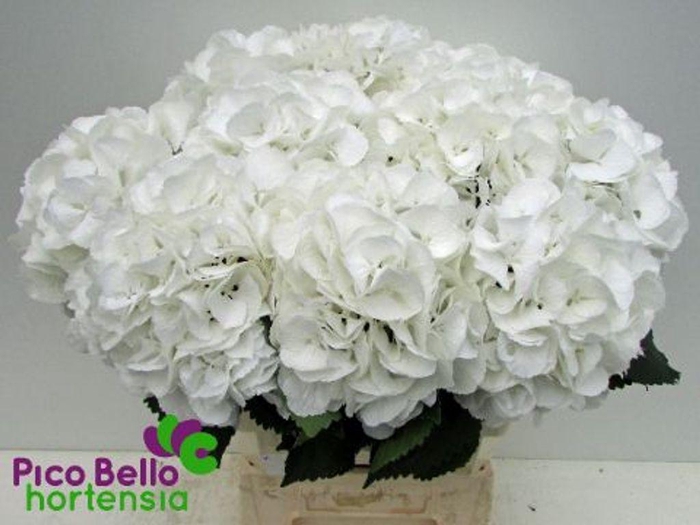<h4>Hydrangea schneeball</h4>