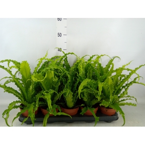 Asplenium antiquum 'Osaka'