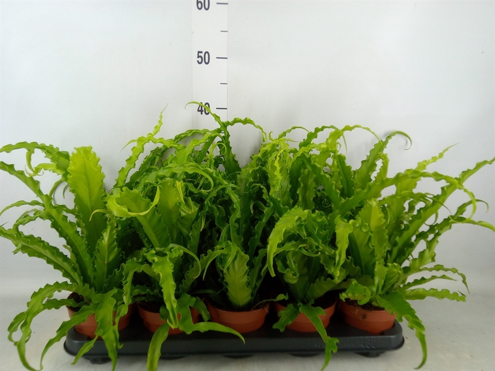 <h4>Asplenium antiquum 'Osaka'</h4>