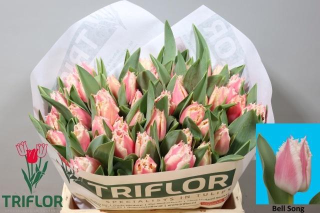 <h4>TU FR BELL SONG</h4>