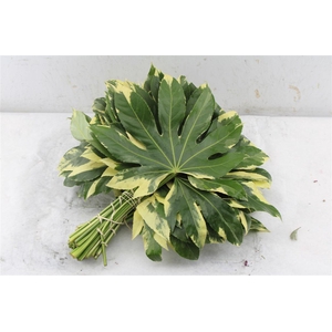 Aralia Bont 30 Cm South Africa