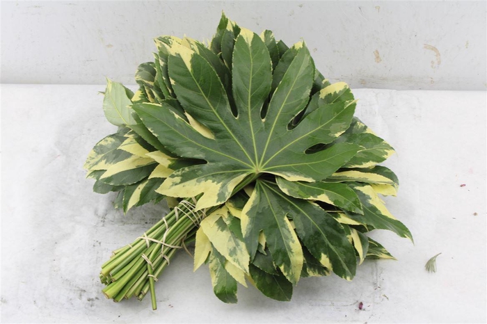 <h4>Aralia Bont 30 Cm South Africa</h4>