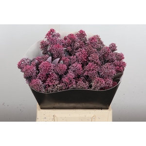 Skimmia Wx Classic Pink