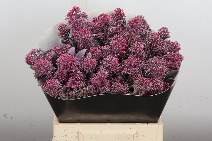 <h4>Skimmia Wx Classic Pink</h4>
