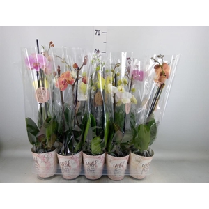 Phalaenopsis   ...mix