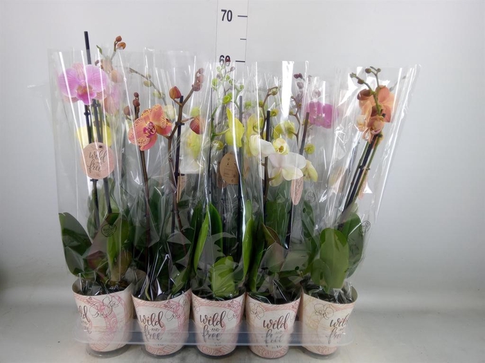 <h4>Phalaenopsis ...mix</h4>