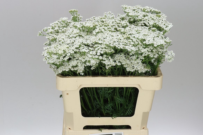 <h4>Achillea White Beauty</h4>