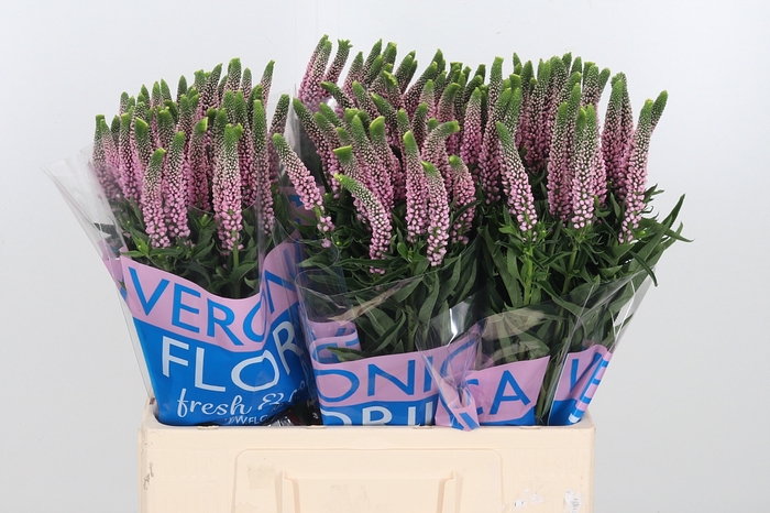 <h4>Veron Smart Enjoyce</h4>