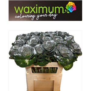 Brassica Zilver 70cm