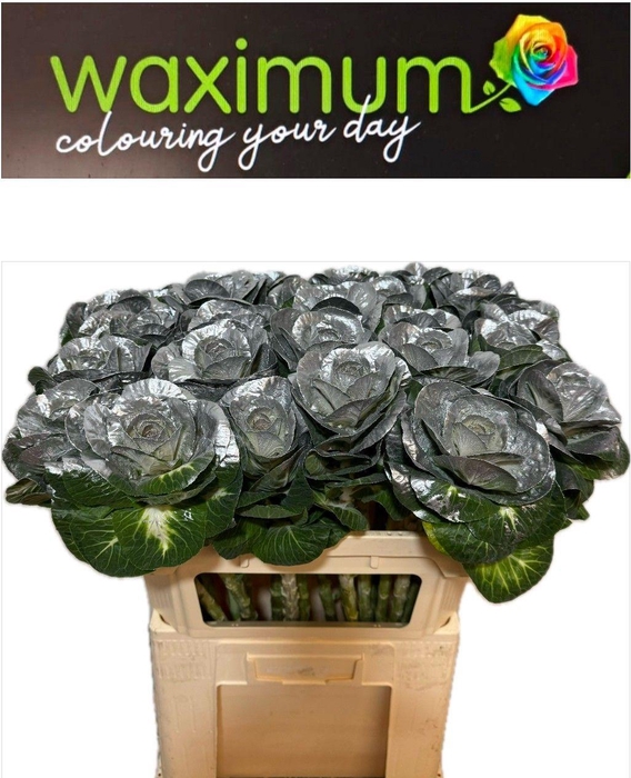 <h4>Brassica Zilver 70cm</h4>