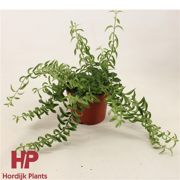 <h4>12cm pot - Aeschynanthus Twister</h4>