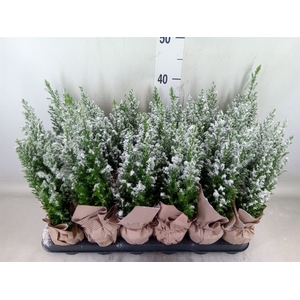 Chamaecyparis laws. 'Ellwoodii'