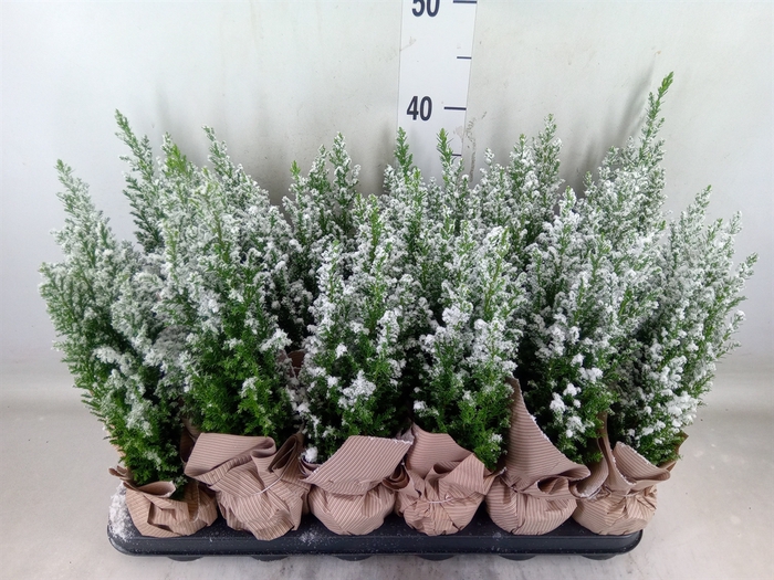 <h4>Chamaecyparis laws. 'Ellwoodii'</h4>